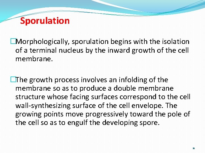 Sporulation �Morphologically, sporulation begins with the isolation of a terminal nucleus by the inward