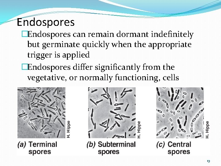 Endospores �Endospores can remain dormant indefinitely but germinate quickly when the appropriate trigger is
