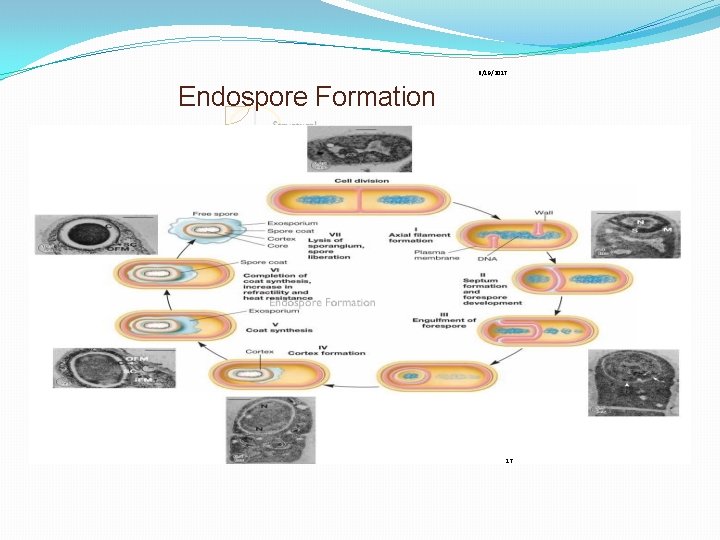 6/19/2017 Endospore Formation 17 