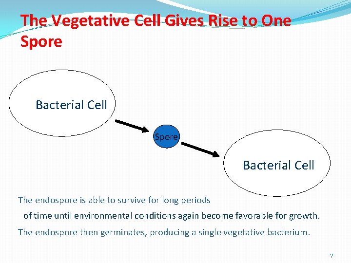 The Vegetative Cell Gives Rise to One Spore Bacterial Cell The endospore is able
