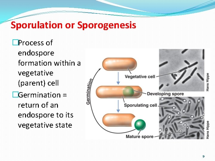 Sporulation or Sporogenesis �Process of endospore formation within a vegetative (parent) cell �Germination =