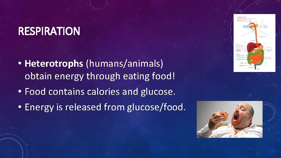 RESPIRATION • Heterotrophs (humans/animals) obtain energy through eating food! • Food contains calories and