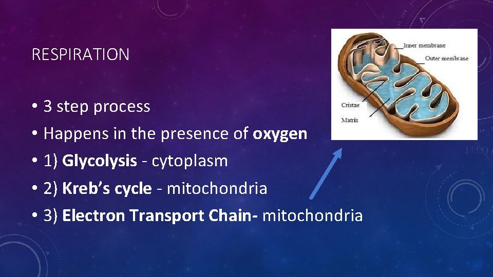 RESPIRATION • 3 step process • Happens in the presence of oxygen • 1)