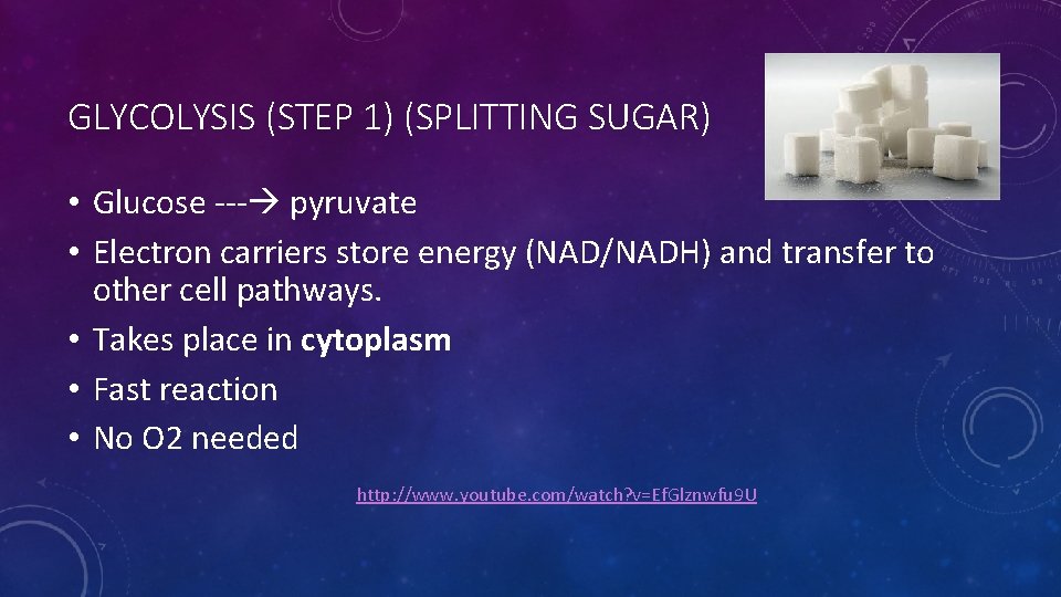 GLYCOLYSIS (STEP 1) (SPLITTING SUGAR) • Glucose --- pyruvate • Electron carriers store energy