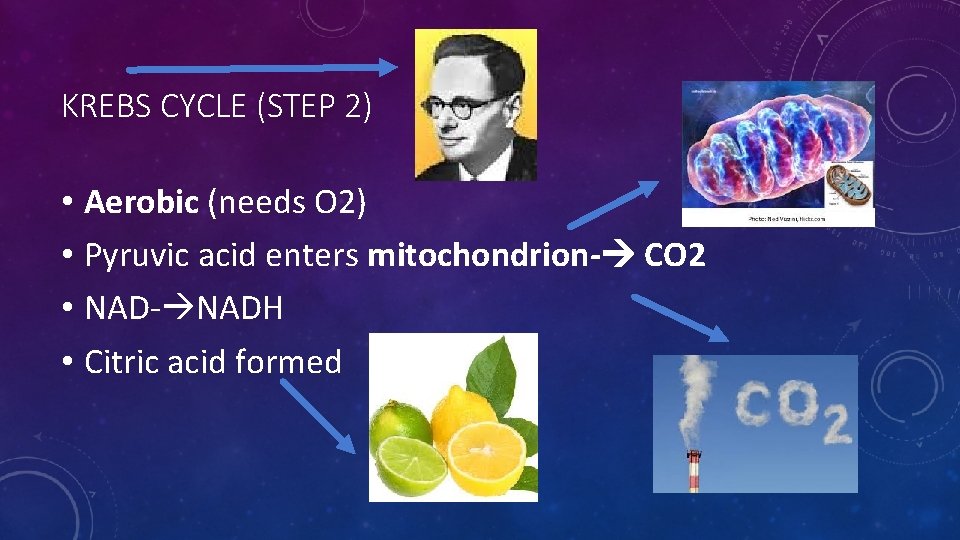 KREBS CYCLE (STEP 2) • Aerobic (needs O 2) • Pyruvic acid enters mitochondrion-