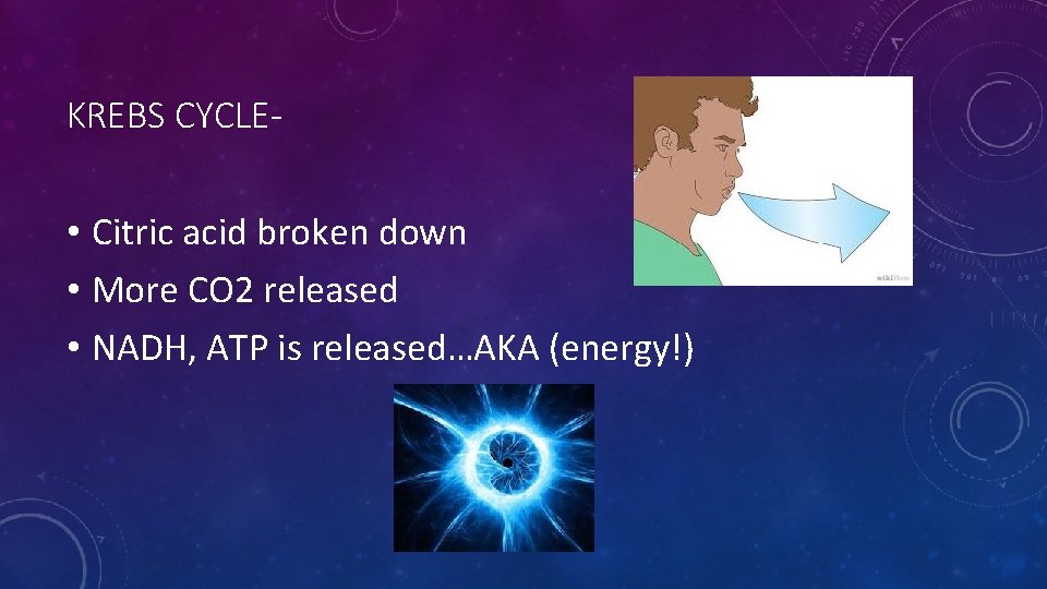 KREBS CYCLE- • Citric acid broken down • More CO 2 released • NADH,