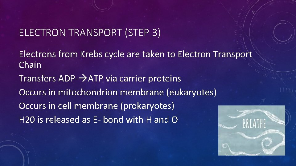 ELECTRON TRANSPORT (STEP 3) Electrons from Krebs cycle are taken to Electron Transport Chain