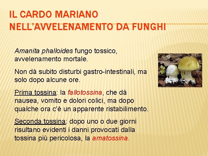 IL CARDO MARIANO NELL’AVVELENAMENTO DA FUNGHI Amanita phalloides fungo tossico, avvelenamento mortale. Non dà