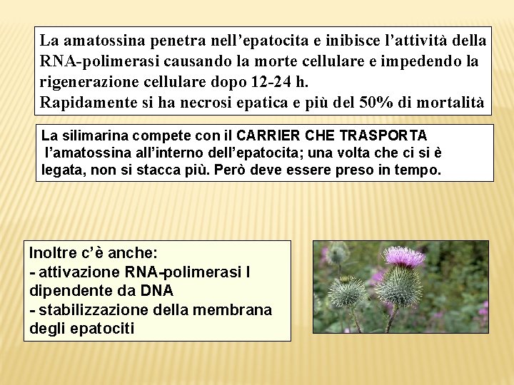 La amatossina penetra nell’epatocita e inibisce l’attività della RNA-polimerasi causando la morte cellulare e