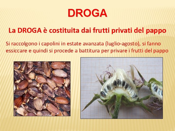 DROGA La DROGA è costituita dai frutti privati del pappo Si raccolgono i capolini