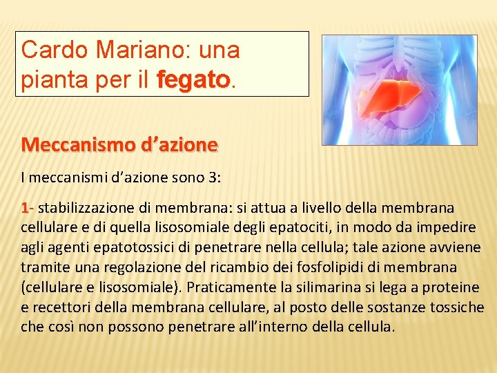 Cardo Mariano: una pianta per il fegato Meccanismo d’azione I meccanismi d’azione sono 3: