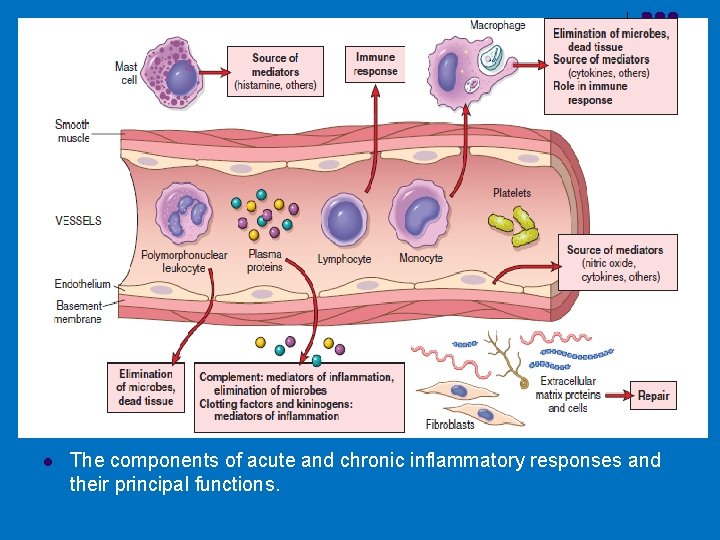 l The components of acute and chronic inflammatory responses and their principal functions. 