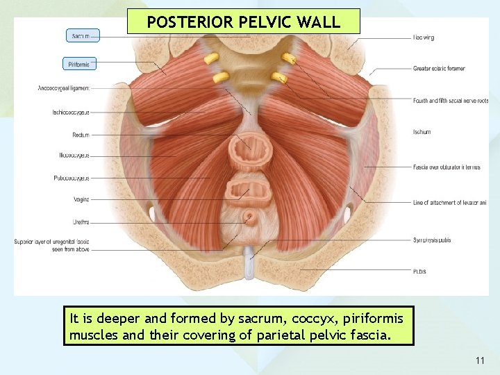 POSTERIOR PELVIC WALL It is deeper and formed by sacrum, coccyx, piriformis muscles and