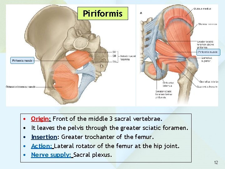 Piriformis • • • Origin: Front of the middle 3 sacral vertebrae. It leaves