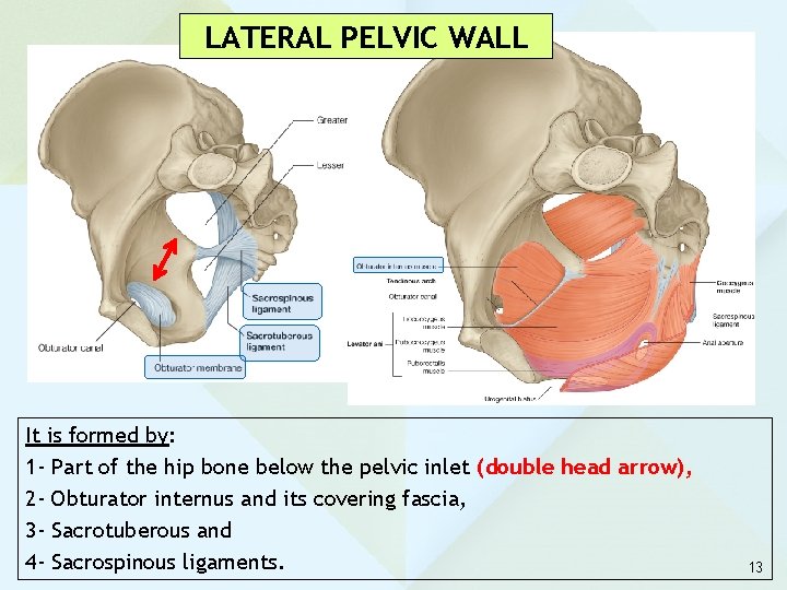 LATERAL PELVIC WALL It is formed by: 1 - Part of the hip bone