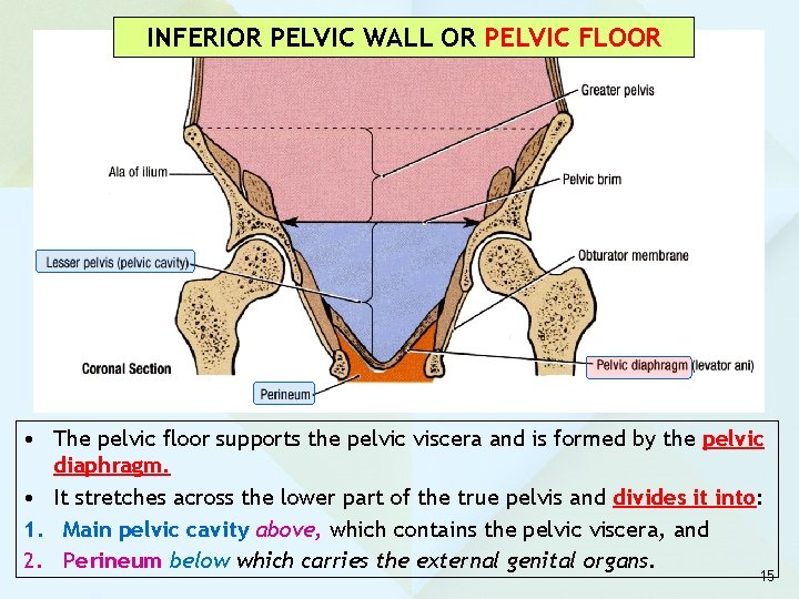 INFERIOR PELVIC WALL OR PELVIC FLOOR • The pelvic floor supports the pelvic viscera