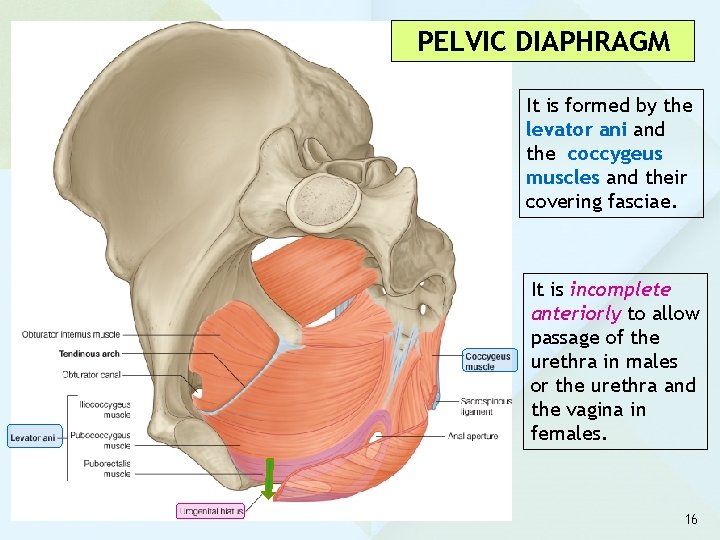 PELVIC DIAPHRAGM It is formed by the levator ani and the coccygeus muscles and