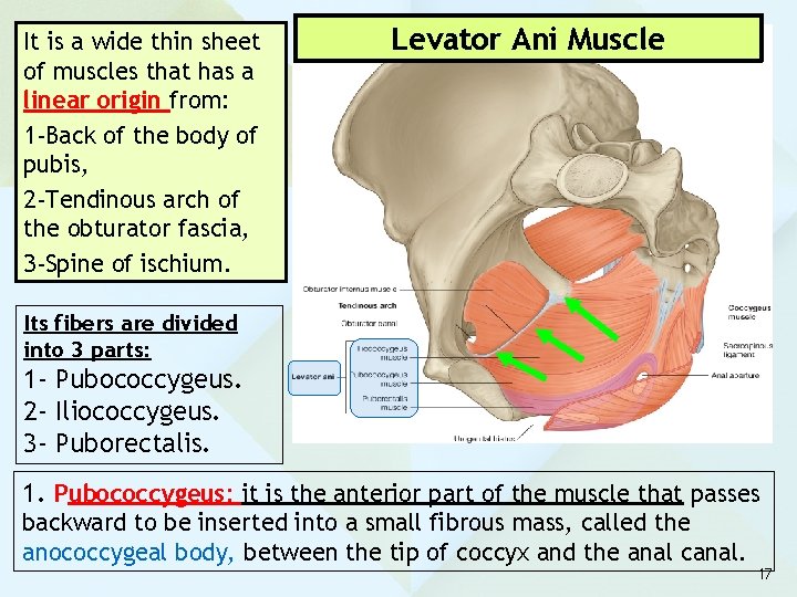 It is a wide thin sheet of muscles that has a linear origin from:
