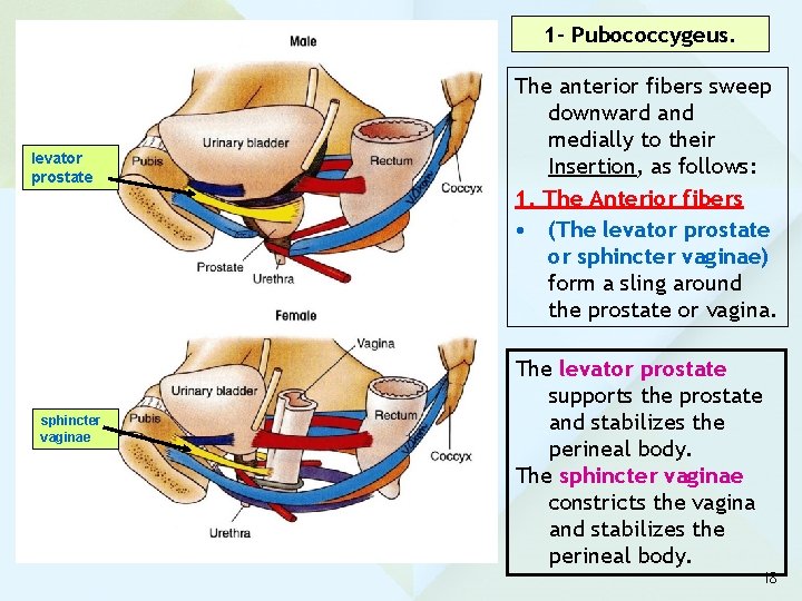 1 - Pubococcygeus. levator prostate sphincter vaginae The anterior fibers sweep downward and medially