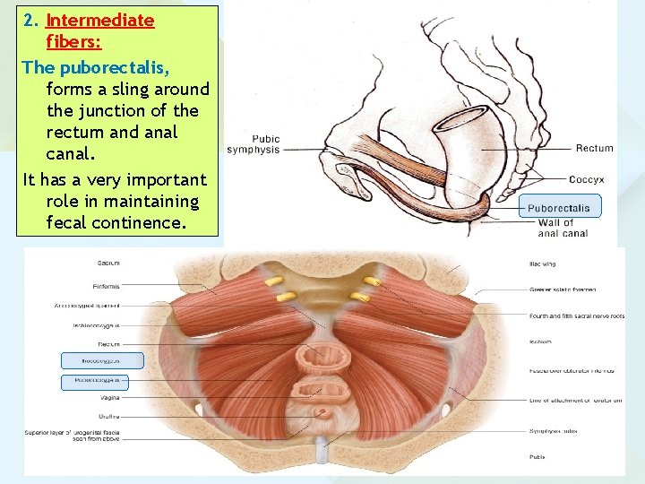 2. Intermediate fibers: The puborectalis, forms a sling around the junction of the rectum