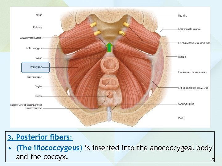 3. Posterior fibers: • (The iliococcygeus) is inserted into the anococcygeal body and the