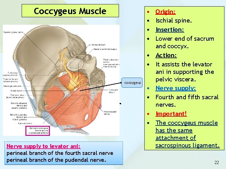 Coccygeus Muscle • • • coccygeus • • Nerve supply to levator ani: perineal