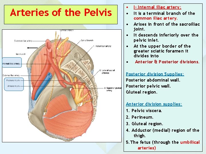 Arteries of the Pelvis • • • I- Internal iliac artery: It is a