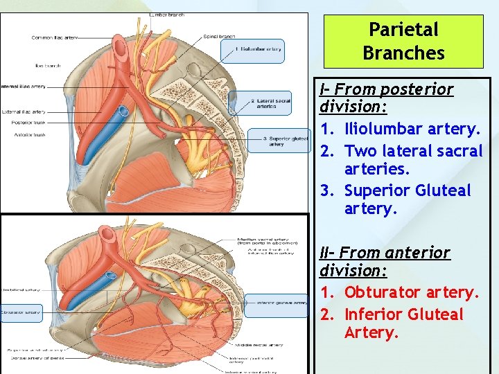 Parietal Branches I- From posterior division: 1. Iliolumbar artery. 2. Two lateral sacral arteries.