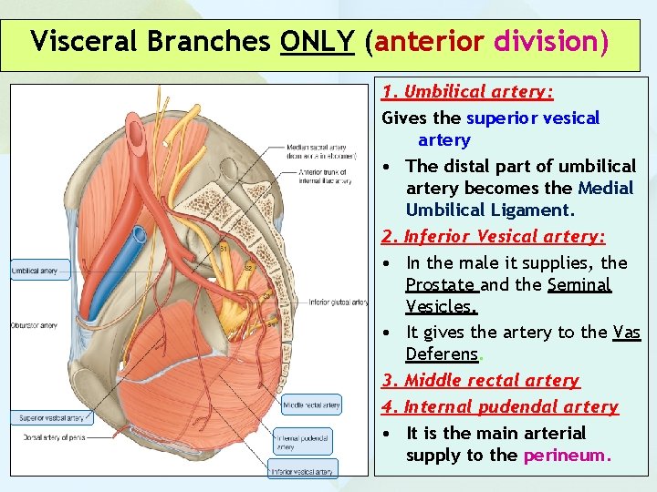 Visceral Branches ONLY (anterior division) 1. Umbilical artery: Gives the superior vesical artery •