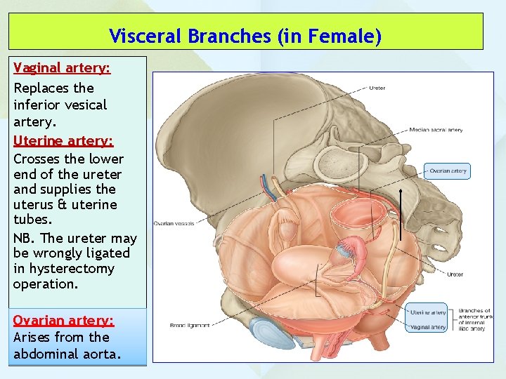 Visceral Branches (in Female) Vaginal artery: Replaces the inferior vesical artery. Uterine artery: Crosses