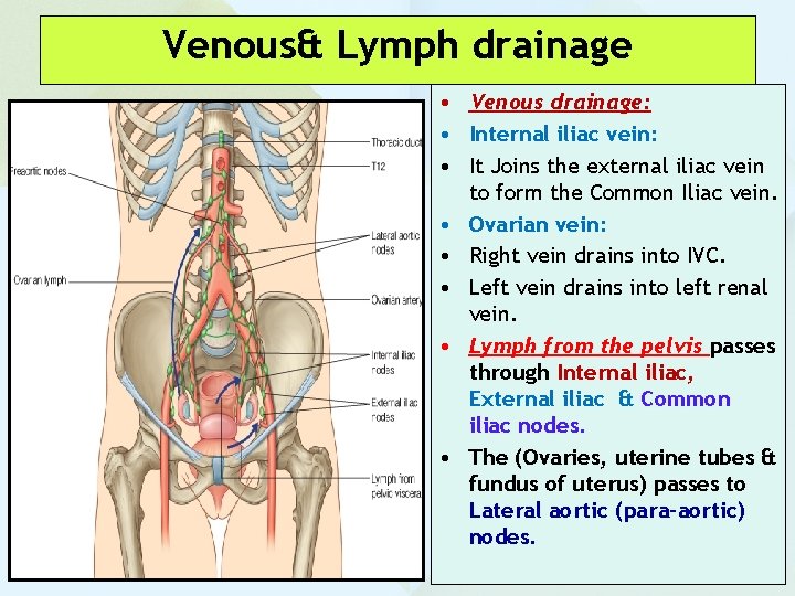 Venous& Lymph drainage • Venous drainage: • Internal iliac vein: • It Joins the
