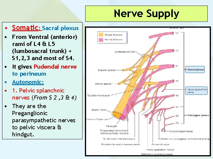Nerve Supply • Somatic: Sacral plexus • From Ventral (anterior) rami of L 4