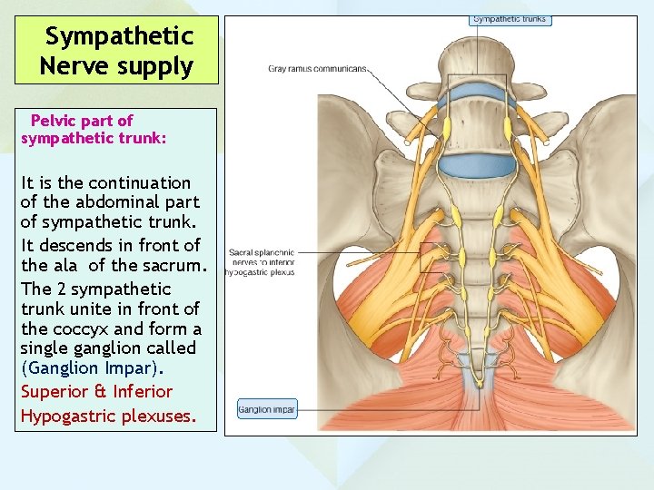 Sympathetic Nerve supply Pelvic part of sympathetic trunk: It is the continuation of the