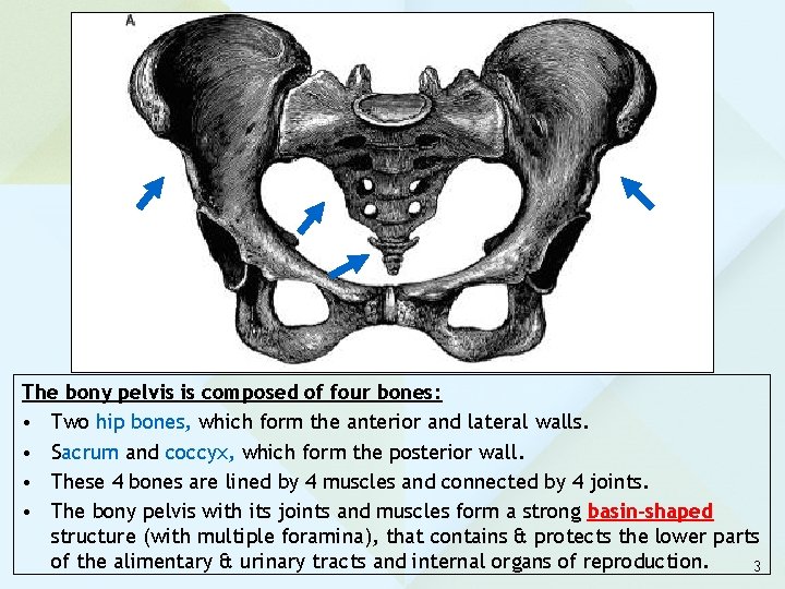 The bony pelvis is composed of four bones: • Two hip bones, which form