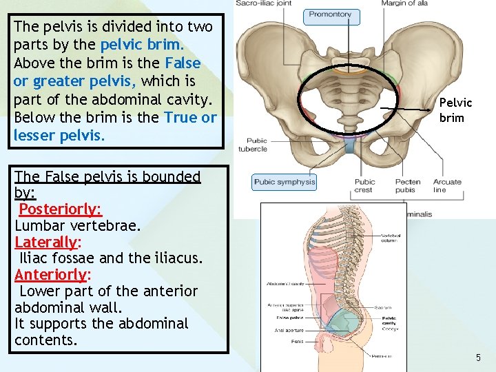 The pelvis is divided into two parts by the pelvic brim. Above the brim