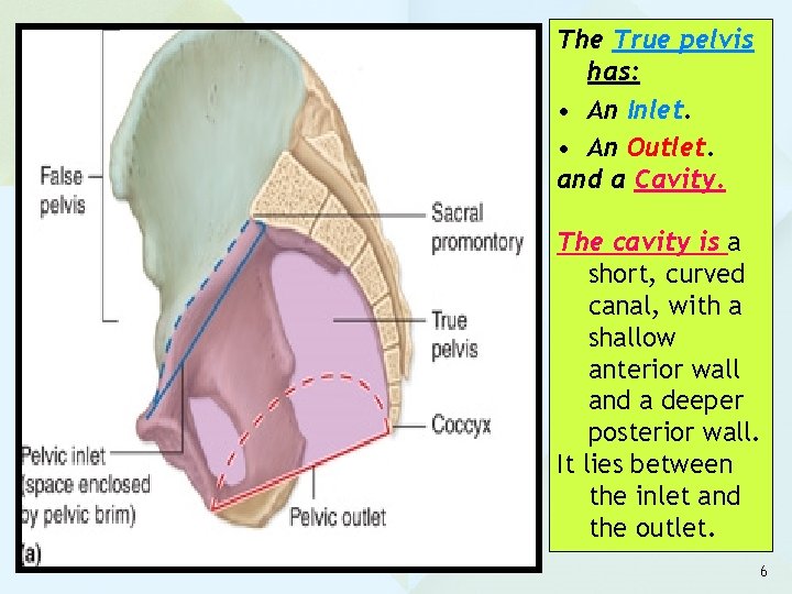 The True pelvis has: • An Inlet. • An Outlet. and a Cavity. The