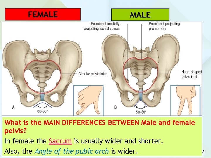 FEMALE What is the MAIN DIFFERENCES BETWEEN Male and female pelvis? In female the