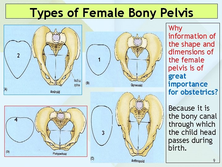 Types of Female Bony Pelvis 2 Why information of the shape and dimensions of
