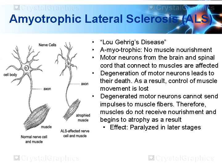 Amyotrophic Lateral Sclerosis (ALS) • “Lou Gehrig’s Disease” • A-myo-trophic: No muscle nourishment •