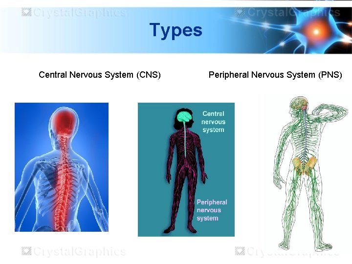 Types Central Nervous System (CNS) Peripheral Nervous System (PNS) 