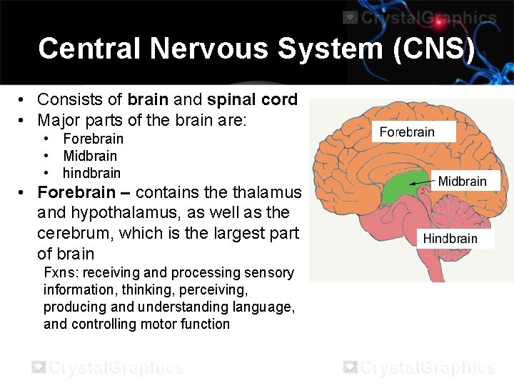 Central Nervous System (CNS) • Consists of brain and spinal cord • Major parts