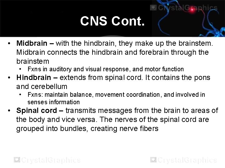 CNS Cont. • Midbrain – with the hindbrain, they make up the brainstem. Midbrain