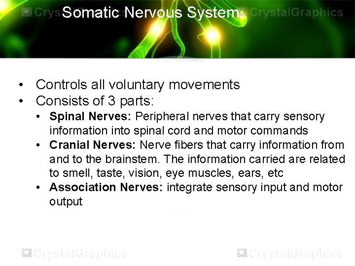 Somatic Nervous System • Controls all voluntary movements • Consists of 3 parts: •