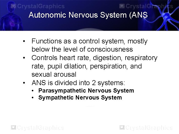 Autonomic Nervous System (ANS) • Functions as a control system, mostly below the level