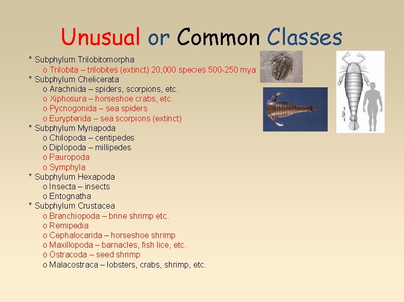 Unusual or Common Classes * Subphylum Trilobitomorpha o Trilobita – trilobites (extinct) 20, 000