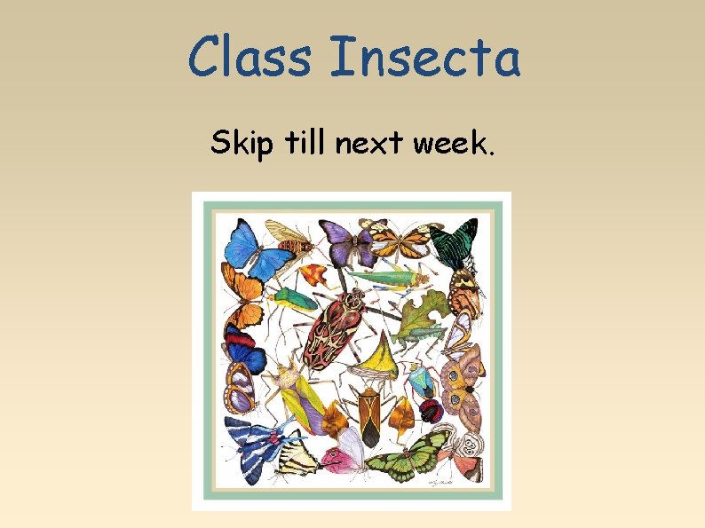 Class Insecta Skip till next week. 
