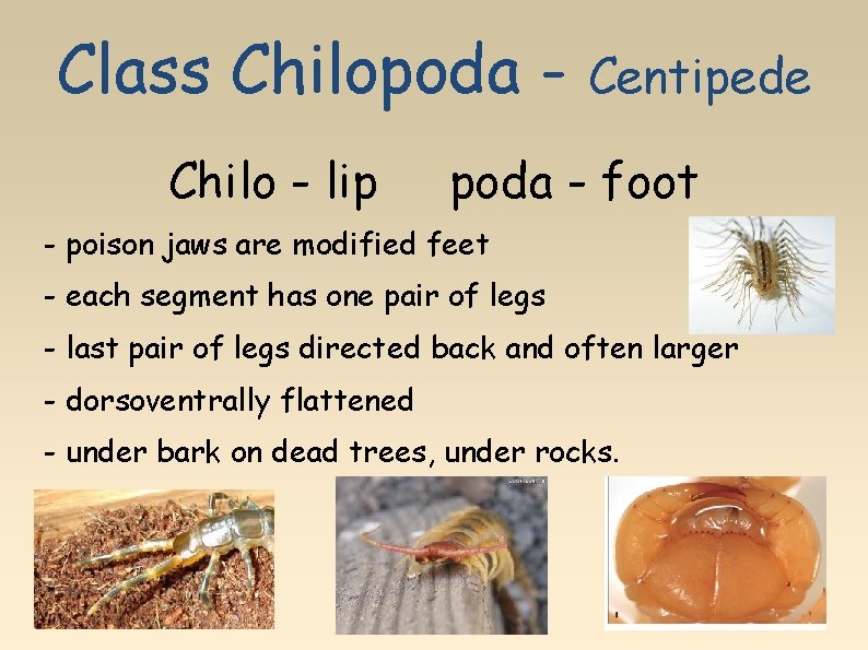 Class Chilopoda Chilo - lip Centipede poda - foot - poison jaws are modified