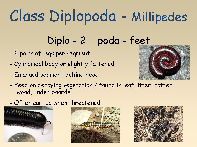 Class Diplopoda Diplo - 2 Millipedes poda - feet - 2 pairs of legs