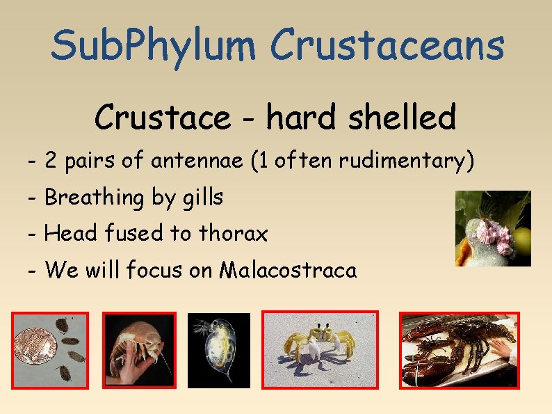 Sub. Phylum Crustaceans Crustace - hard shelled - 2 pairs of antennae (1 often
