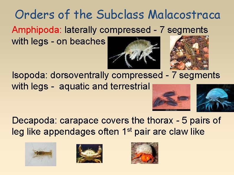 Orders of the Subclass Malacostraca Amphipoda: laterally compressed - 7 segments with legs -